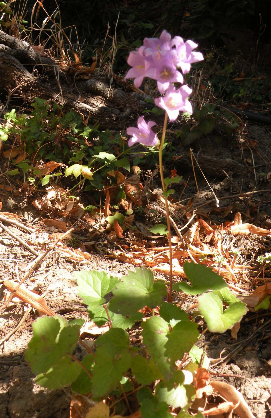 Campanula trachelium